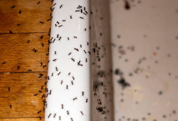 Best Mosquito Control Services  in East Ithaca, NY