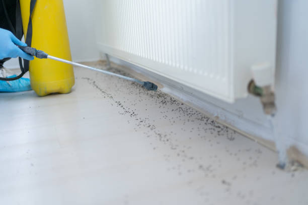 Best Wasp Removal Services  in East Ithaca, NY